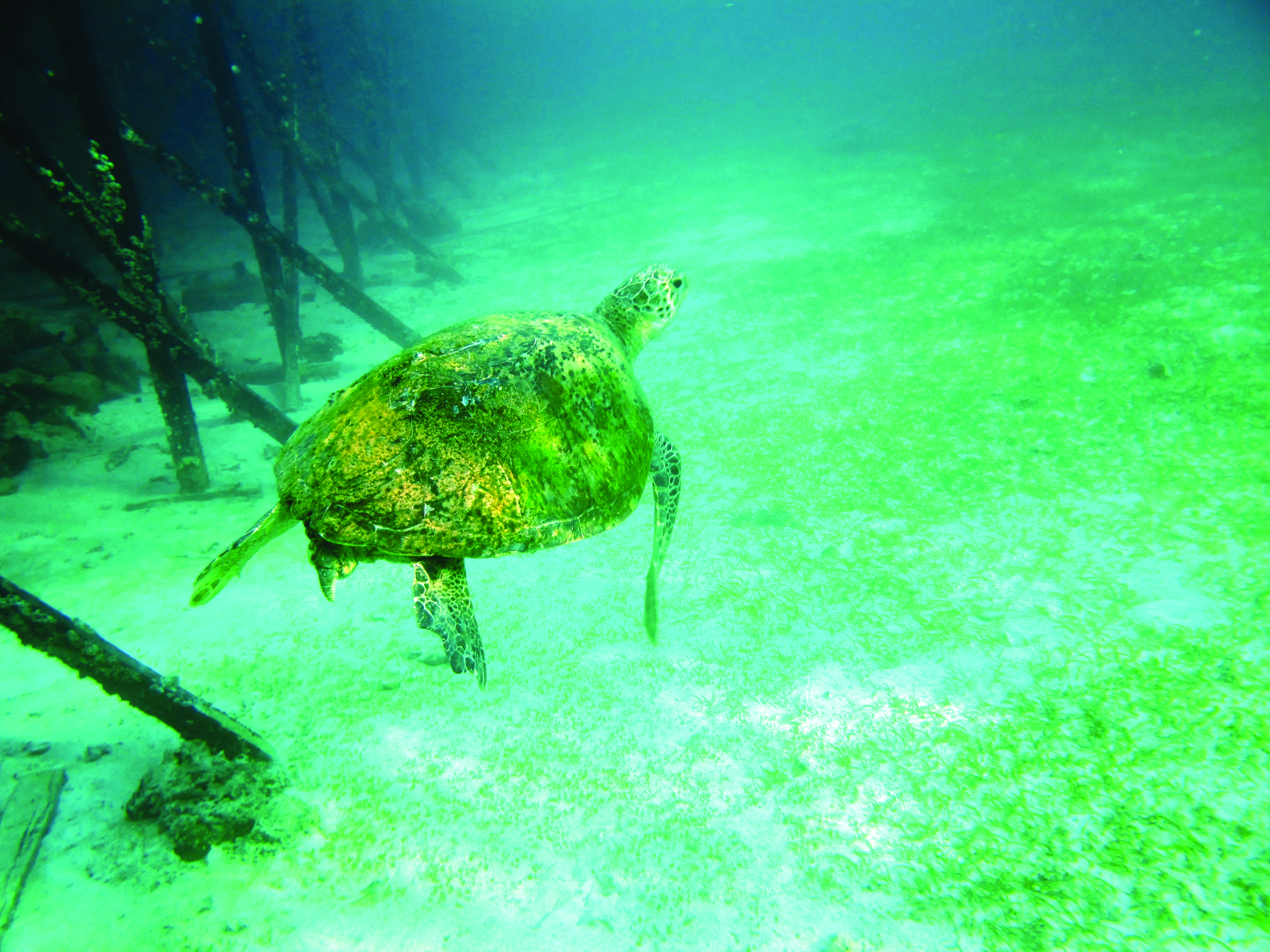Image of turtle in the ocean