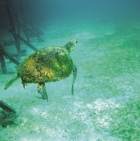 Image of turtle in the ocean