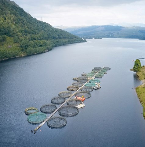 An image of aquaculture pods with fish in a river